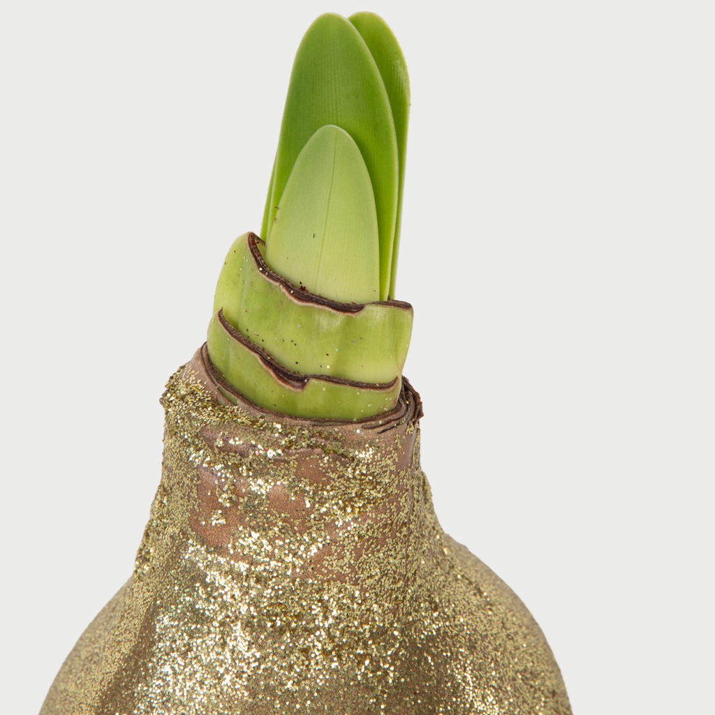 Crin de cameră - Amaryllis - 3 buc - Hippeastrum 'Glitter Mix' - Roşu