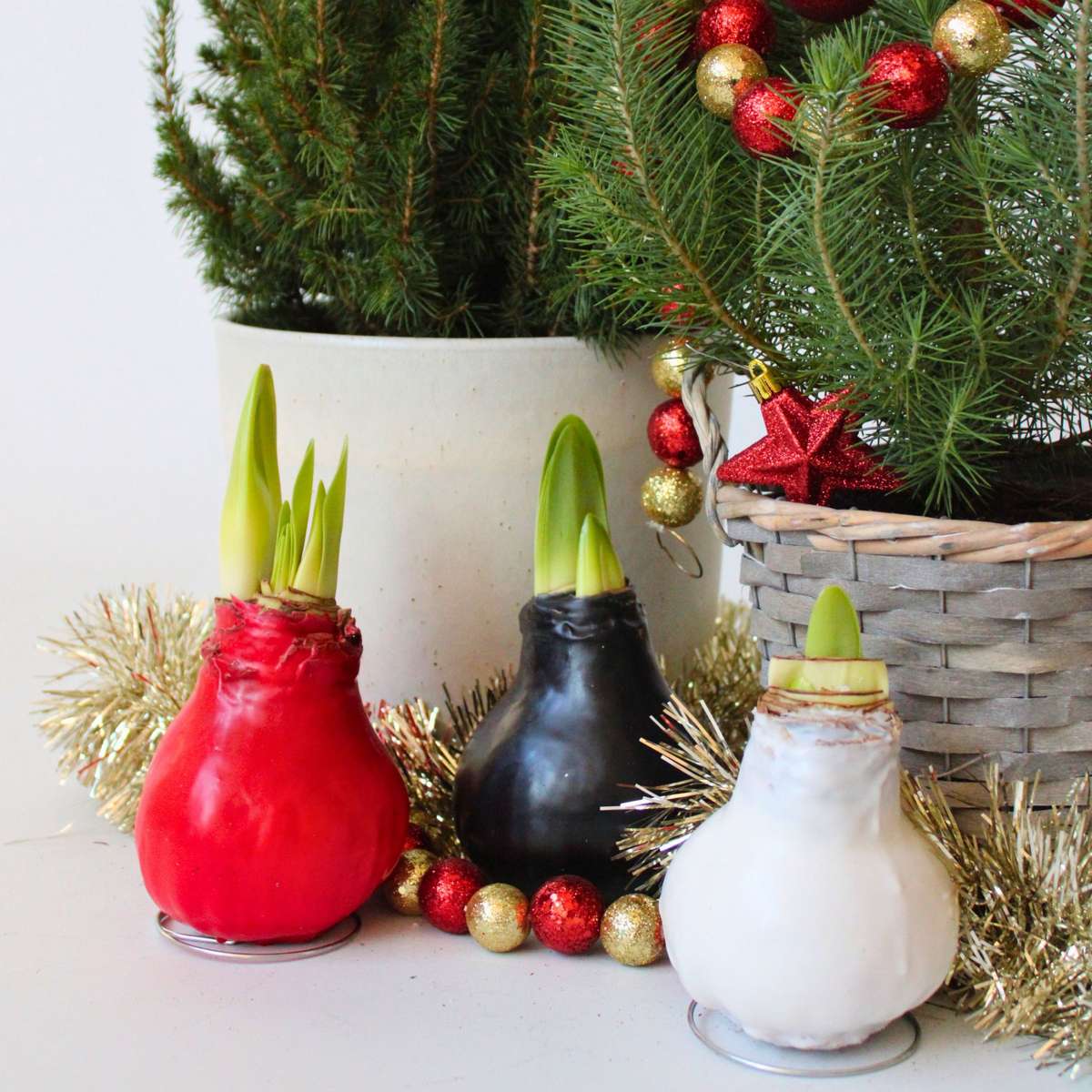 Crin de cameră - Amaryllis - hippeastrum 'Wax Black' - Bec de flori - Roşu