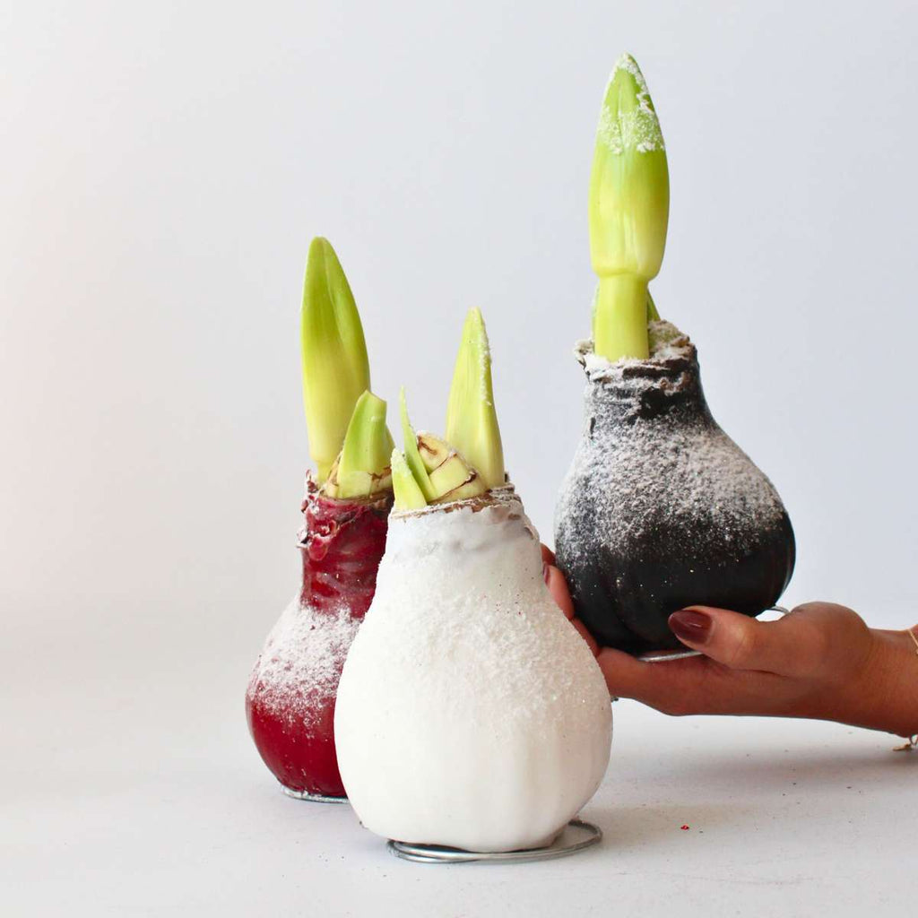 Crin de cameră - Amaryllis - hippeastrum 'Wax Snow Black' - Bulb de flori - Roşu