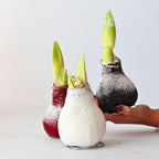 Crin de cameră - Amaryllis - hippeastrum 'Wax Snow Black' - Bulb de flori - Roşu