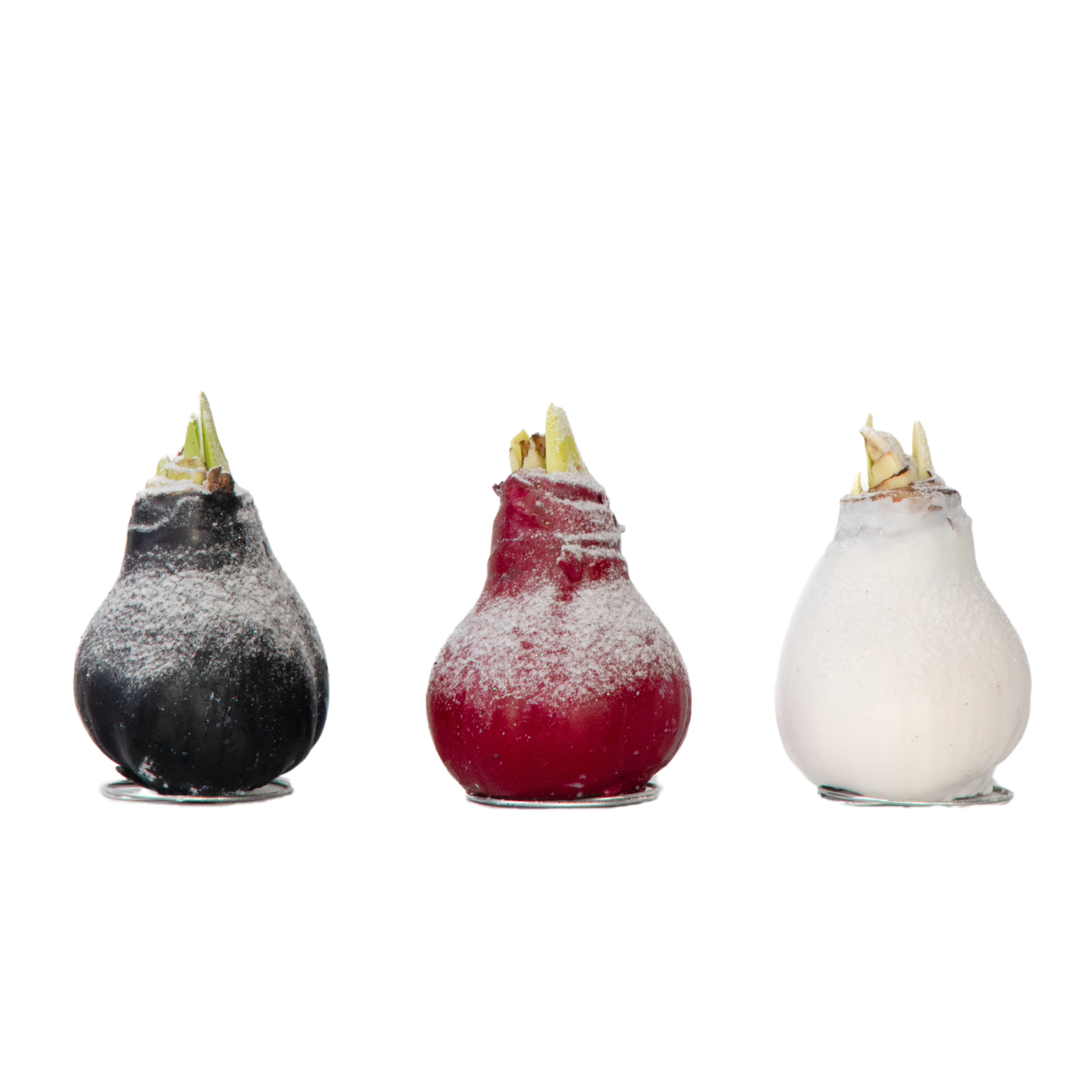 Crin de cameră - Amaryllis - Hippeastrum 'Wax Snow Mix' - Bulb de flori - Roşu