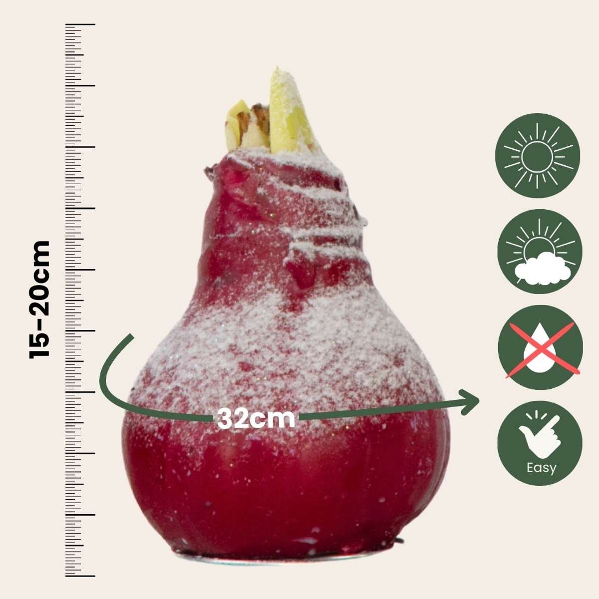 Crin de cameră - Amaryllis - Hippeastrum 'Wax Snow Mix' - Bulb de flori - Roşu