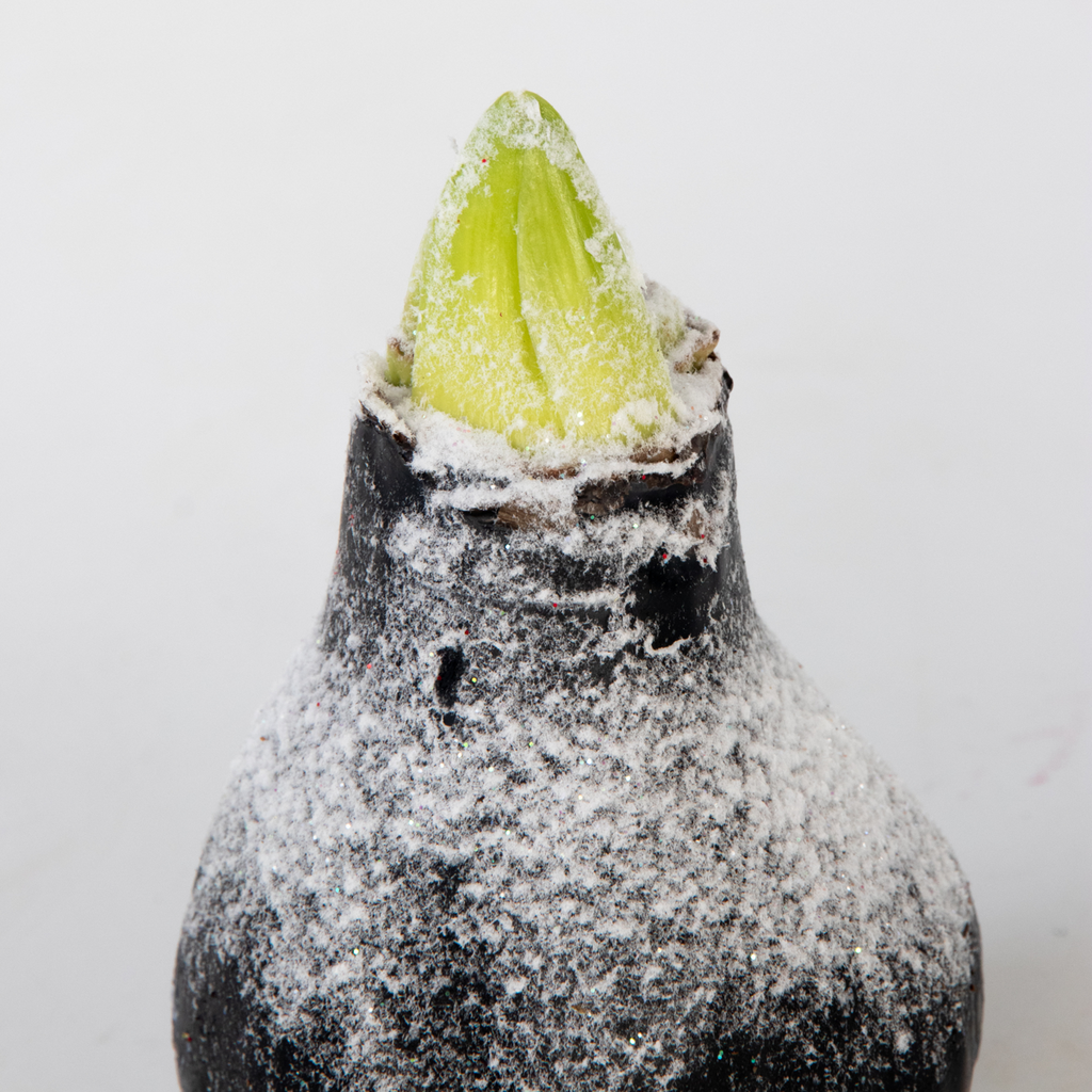 Crin de cameră - Amaryllis - hippeastrum 'Wax Snow Black' - Bulb de flori - Roşu