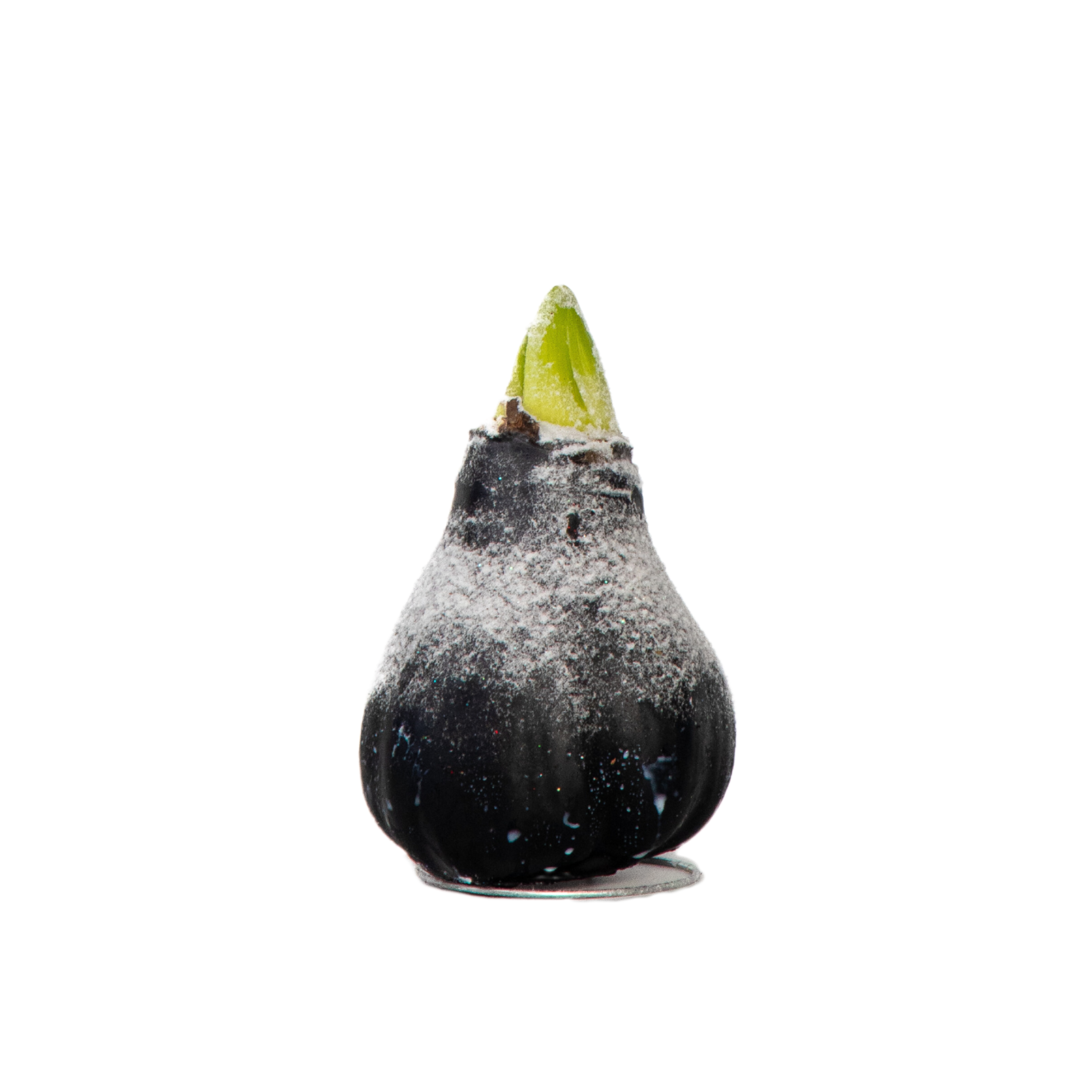 Crin de cameră - Amaryllis - hippeastrum 'Wax Snow Black' - Bulb de flori - Roşu