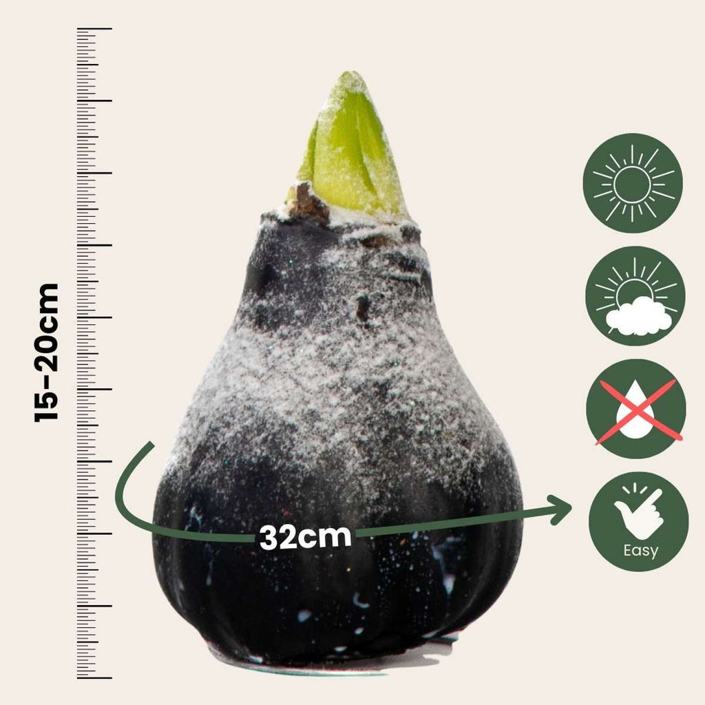 Crin de cameră - Amaryllis - hippeastrum 'Wax Snow Black' - Bulb de flori - Roşu