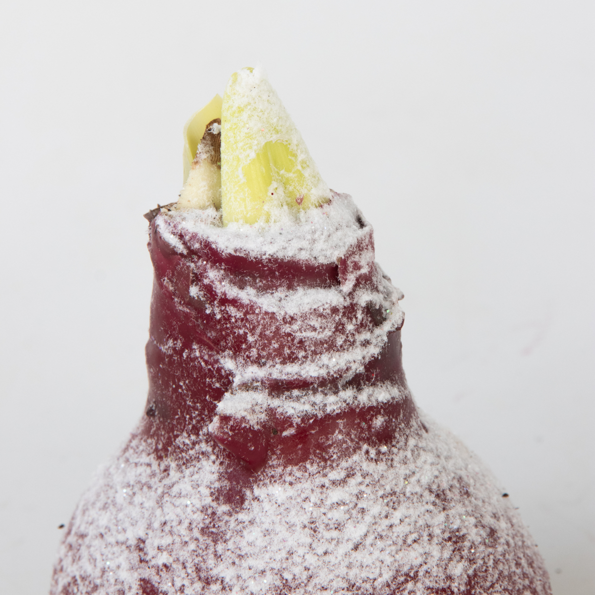 Crin de cameră - Amaryllis - Hippeastrum 'Wax Snow Red' - Bulb de flori - Roşu