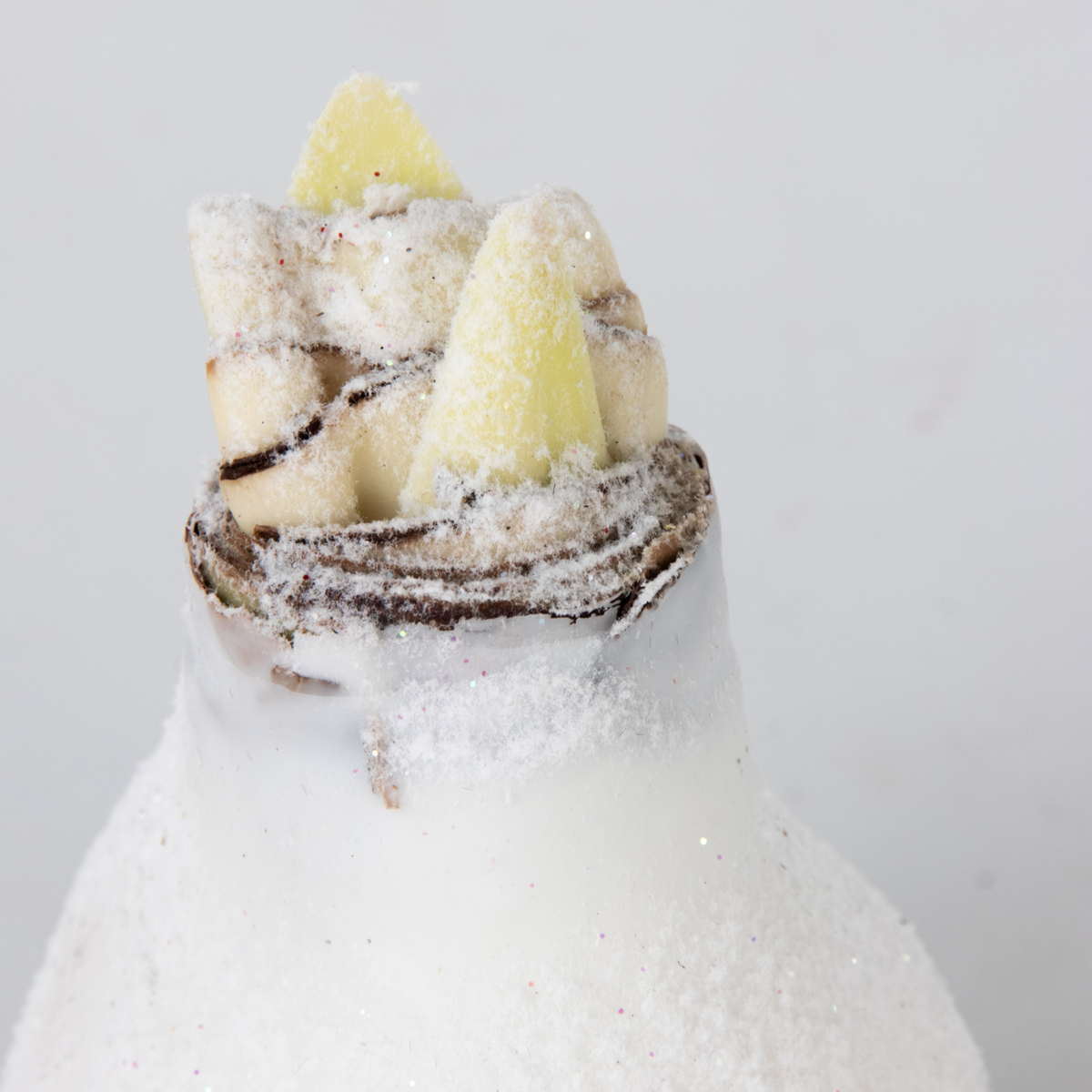 Crin de cameră - Amaryllis - Hippeastrum 'Wax Snow White' - Bulb de flori - Roşu