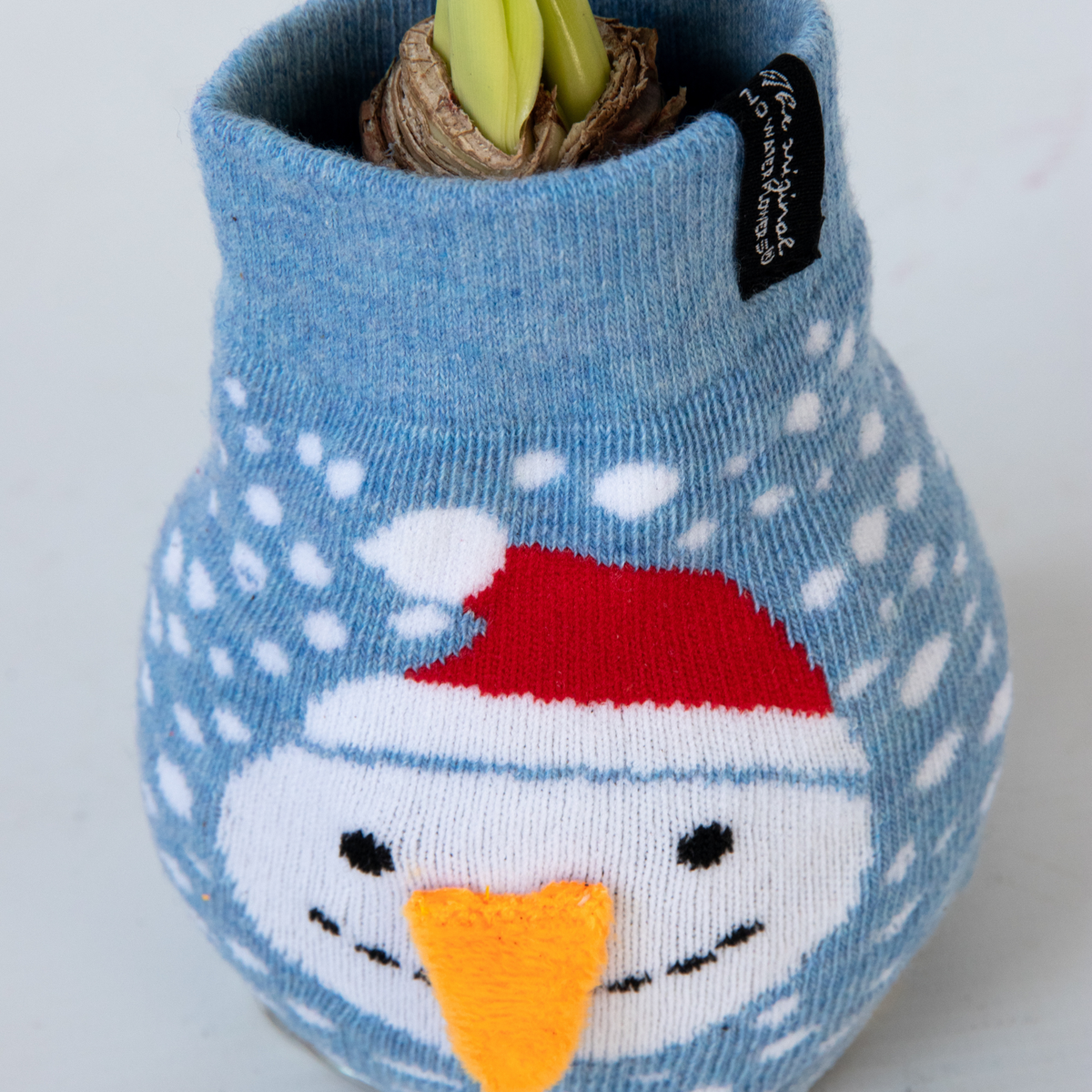 Crin de cameră - Amaryllis - 3 buc - Hippeastrum 'Xmas Sweater Mix' - Roşu