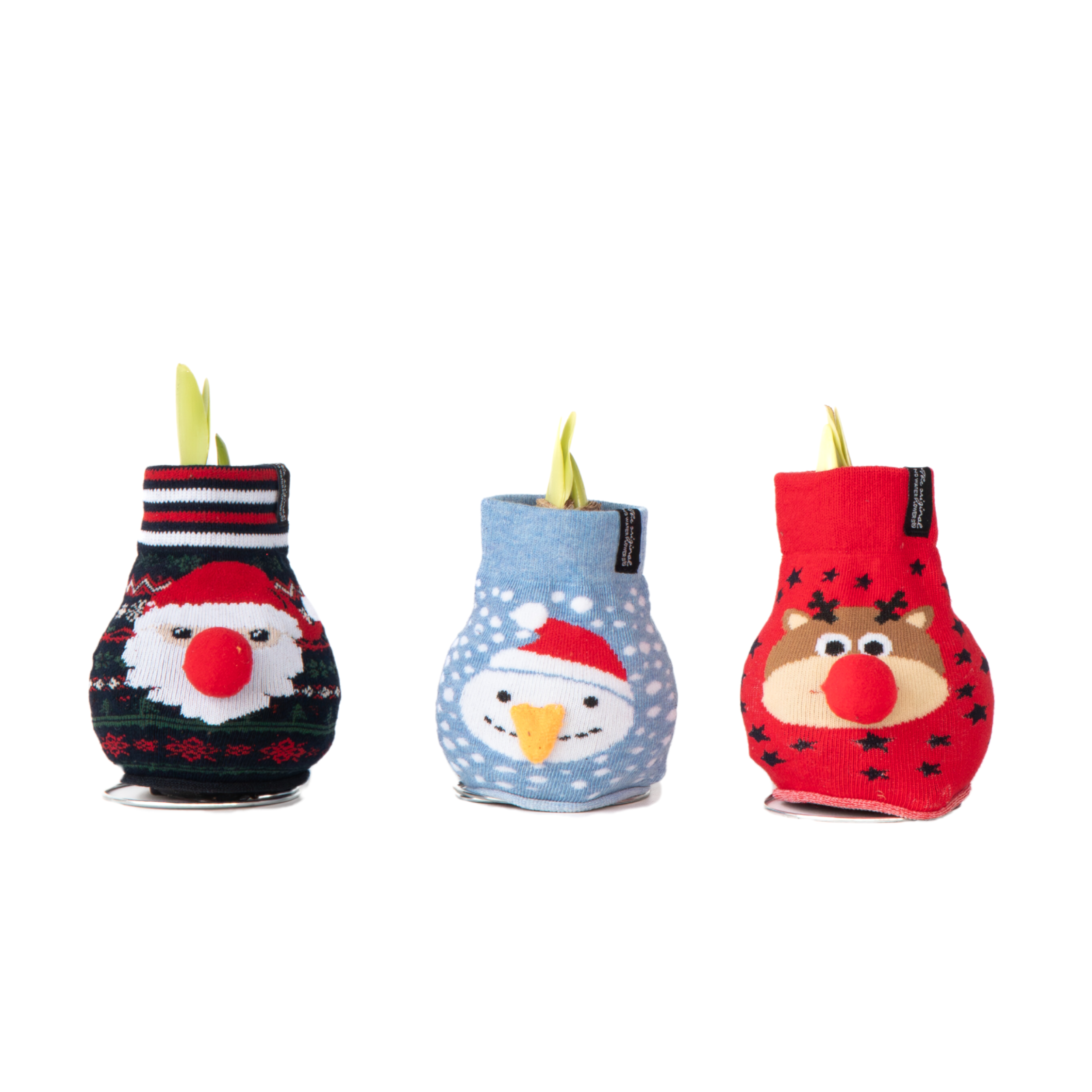 Crin de cameră - Amaryllis - 3 buc - Hippeastrum 'Xmas Sweater Mix' - Roşu