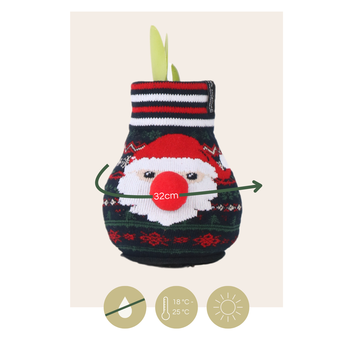 Crin de cameră - Amaryllis - 3 buc - Hippeastrum 'Xmas Sweater Mix' - Roşu