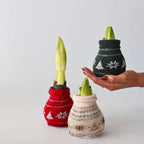 Crin de cameră - Amaryllis - 3 buc - Hippeastrum 'Christmas Sweater' - Roşu