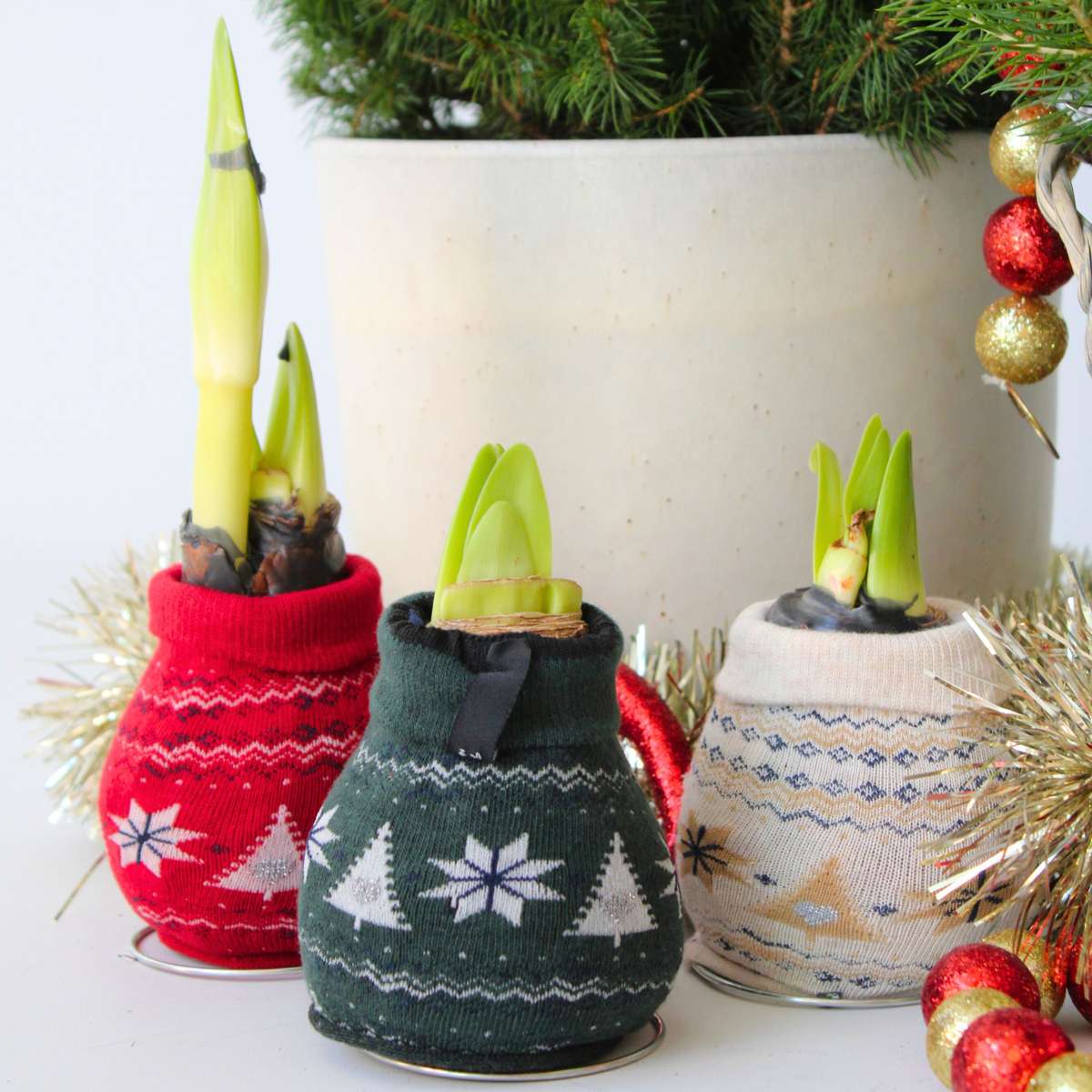 Crin de cameră - Amaryllis - 3 buc - Hippeastrum 'Christmas Sweater' - Roşu