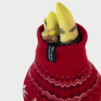 Crin de cameră - Amaryllis - 3 buc - Hippeastrum 'Christmas Sweater' - Roşu