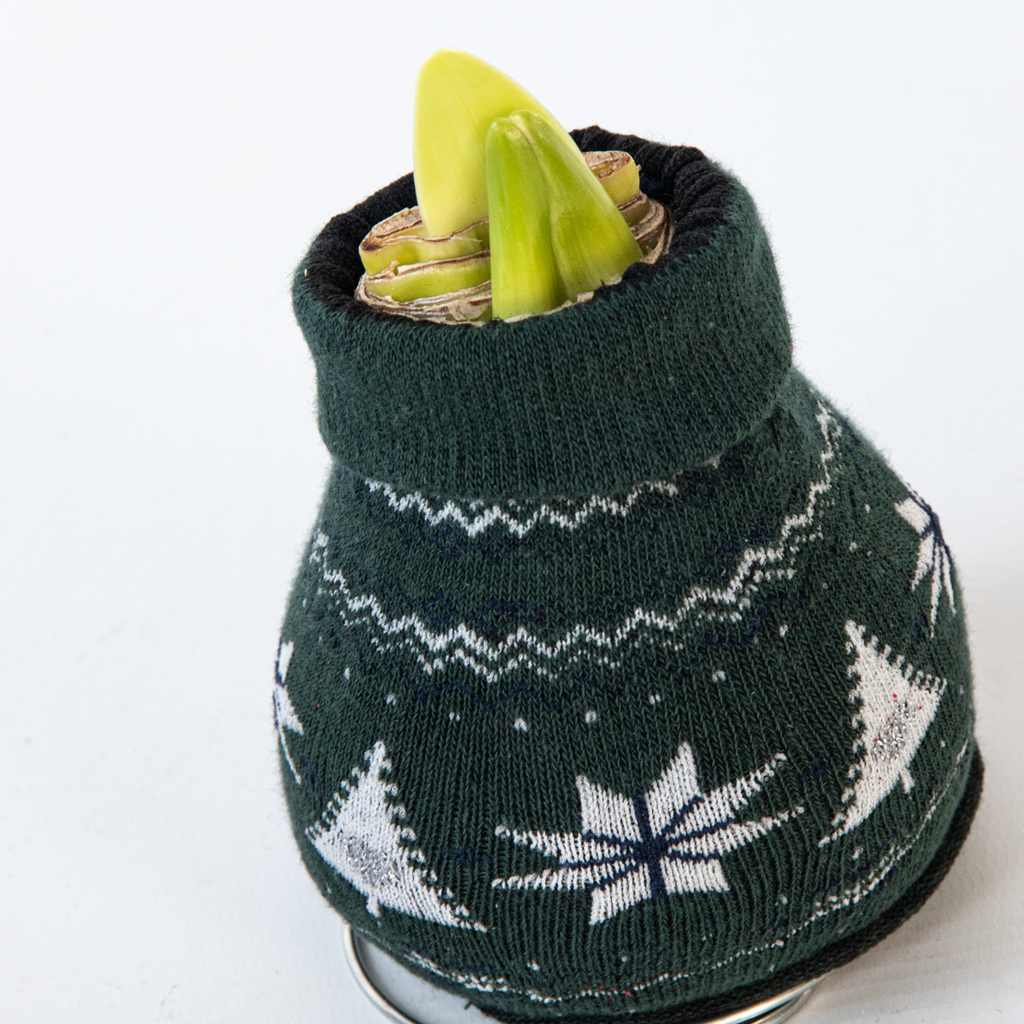 Crin de cameră - Amaryllis - 3 buc - Hippeastrum 'Christmas Sweater' - Roşu