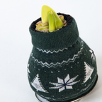 Crin de cameră - Amaryllis - 3 buc - Hippeastrum 'Christmas Sweater' - Roşu