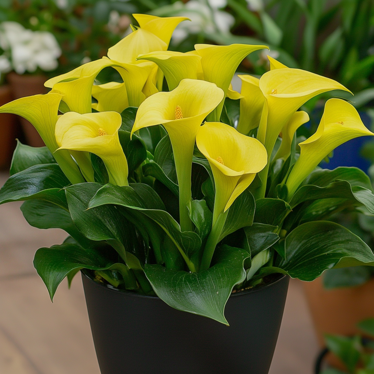 Calla 'Zara' - Crin de baltă - Galben - Înălțime 30-40cm - ⌀12cm