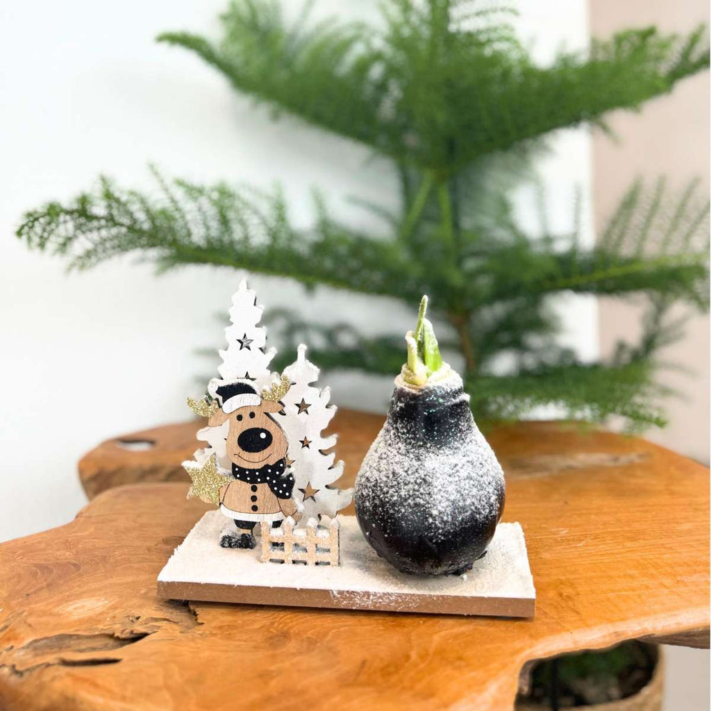 Amarilis - Hippeastrum 'Țara Minunilor de Iarnă Ren'