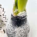 Amarilis - Hippeastrum 'Țara Minunilor de Iarnă Ren'