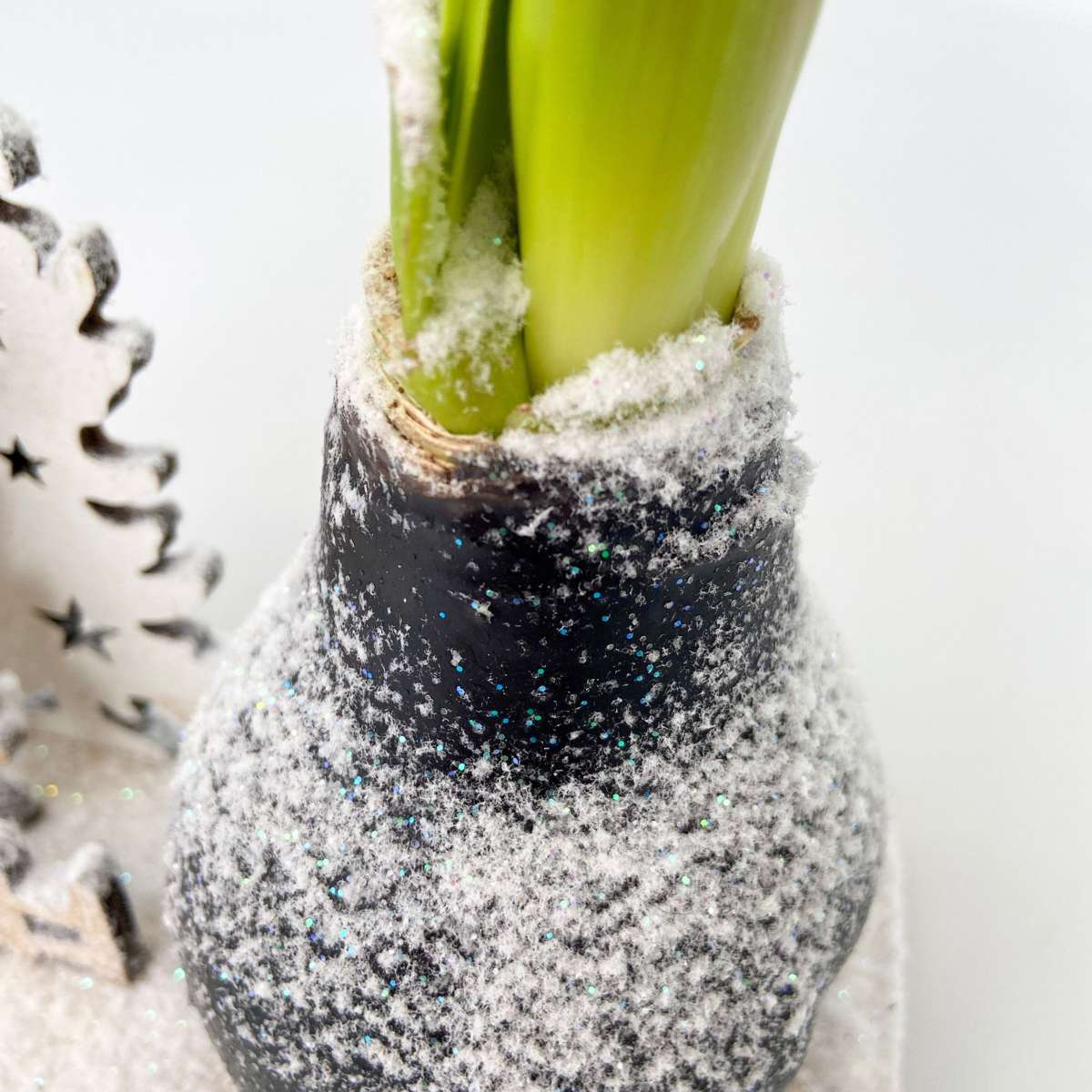 Amarilis - Hippeastrum 'Țara Minunilor de Iarnă Ren'