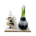 Amarilis - Hippeastrum 'Țara Minunilor de Iarnă Ren'