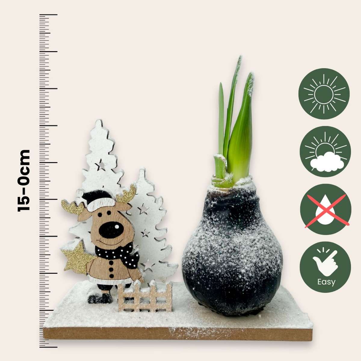 Amarilis - Hippeastrum 'Țara Minunilor de Iarnă Ren'