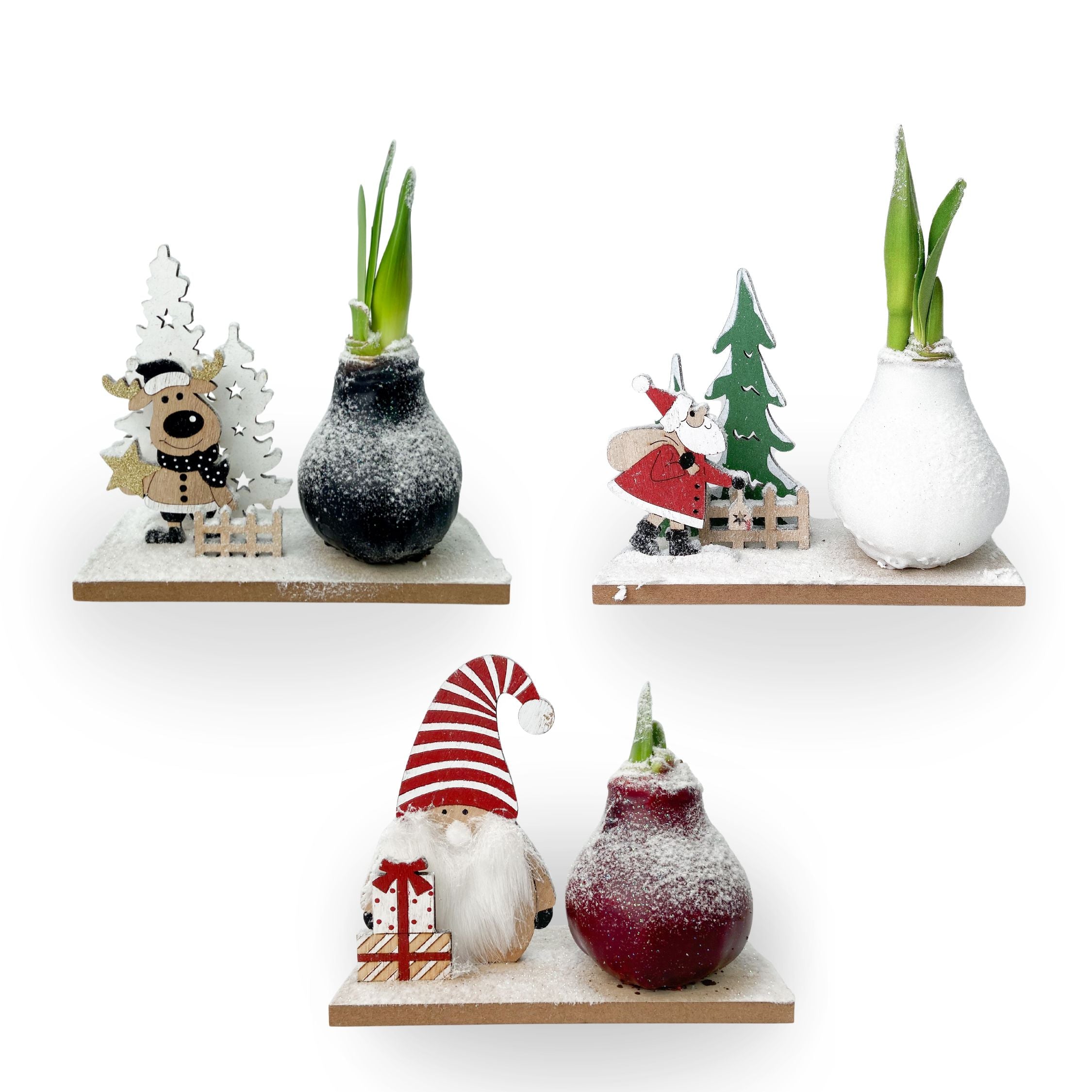 Amarilis - Set de 3 - Hippeastrum 'Țara Minunilor Mix'