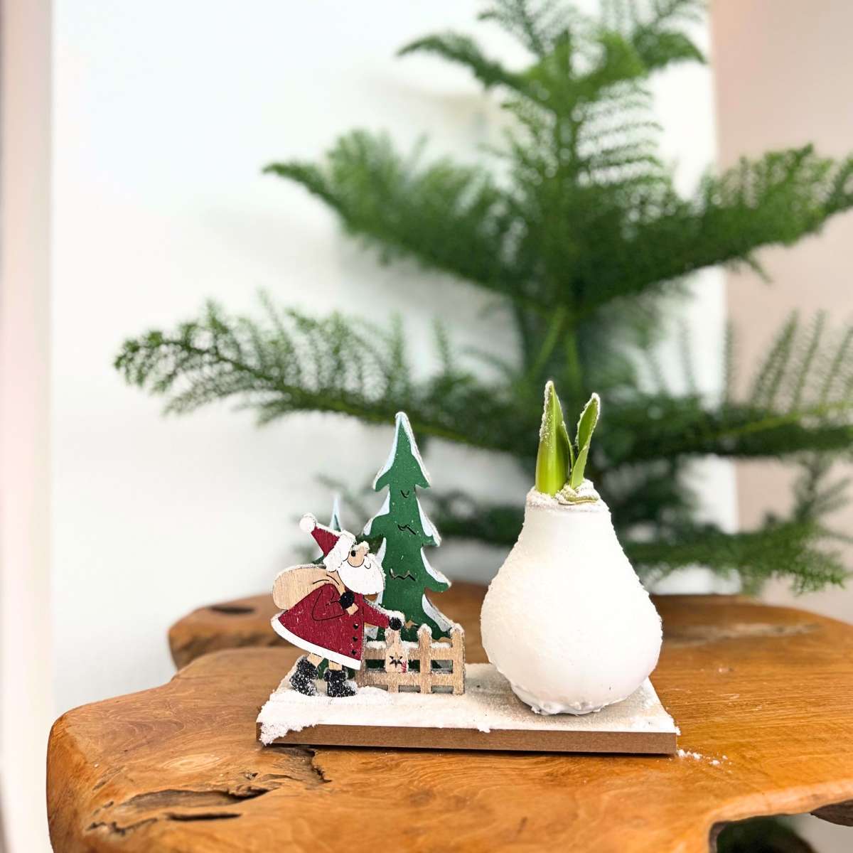 Amarilis - Set de 3 - Hippeastrum 'Țara Minunilor Mix'