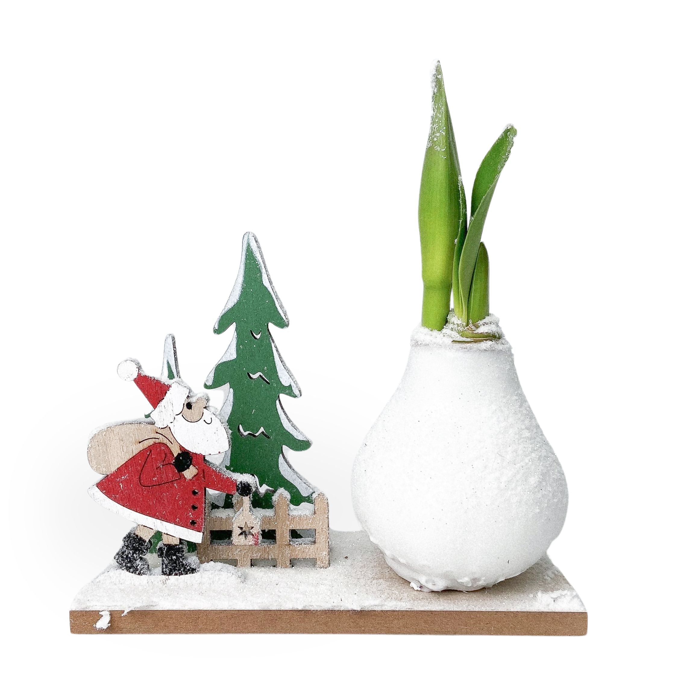 Amarilis - Hippeastrum 'Țara Minunilor de Iarnă Moș Crăciun'