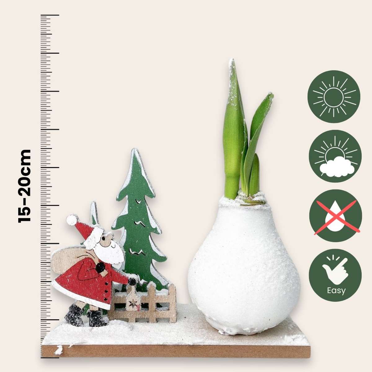 Amarilis - Hippeastrum 'Țara Minunilor de Iarnă Moș Crăciun'