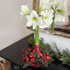 Amarilis - Hippeastrum 'Coroană de Crăciun' - Roșu