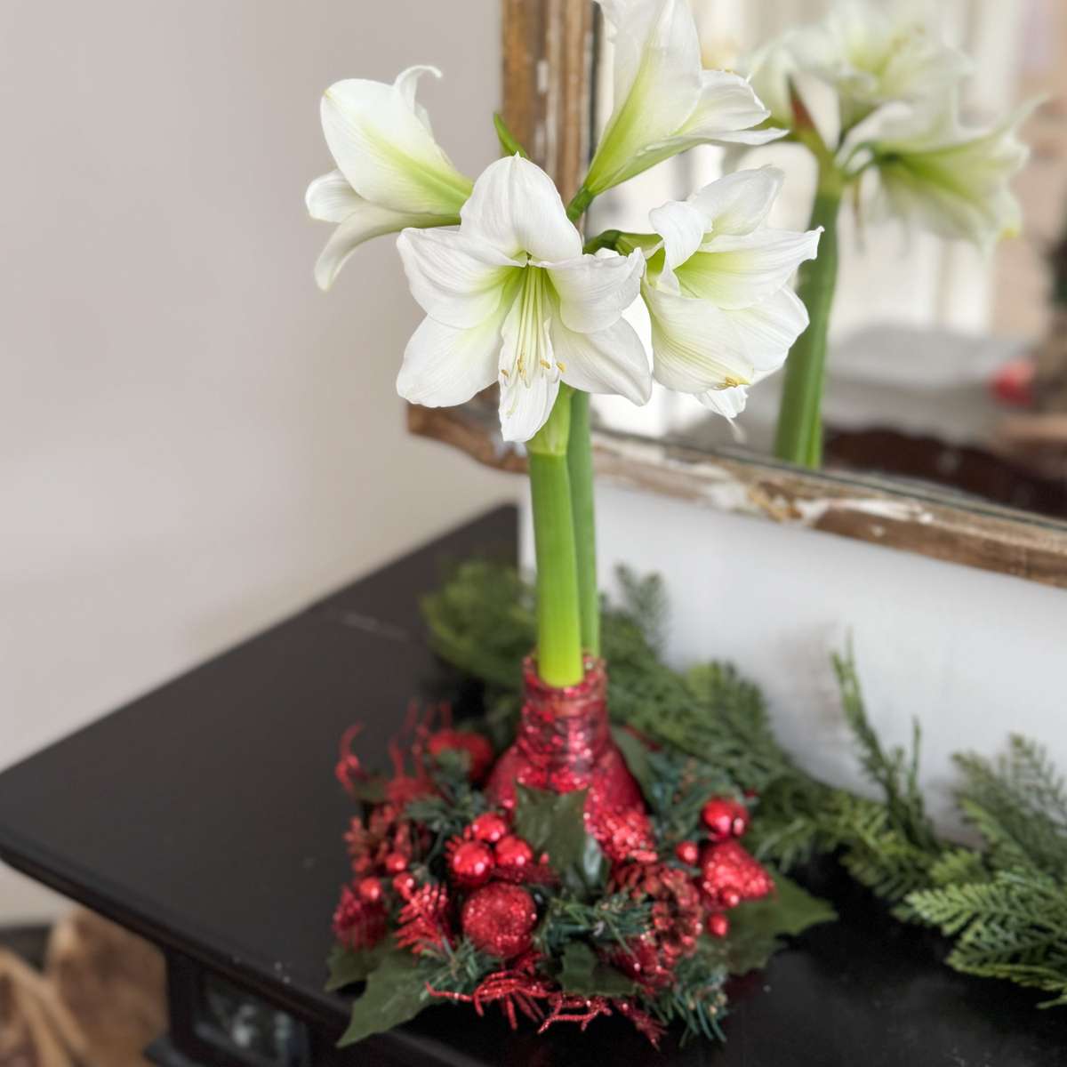 Amarilis - Hippeastrum 'Coroană de Crăciun' - Roșu