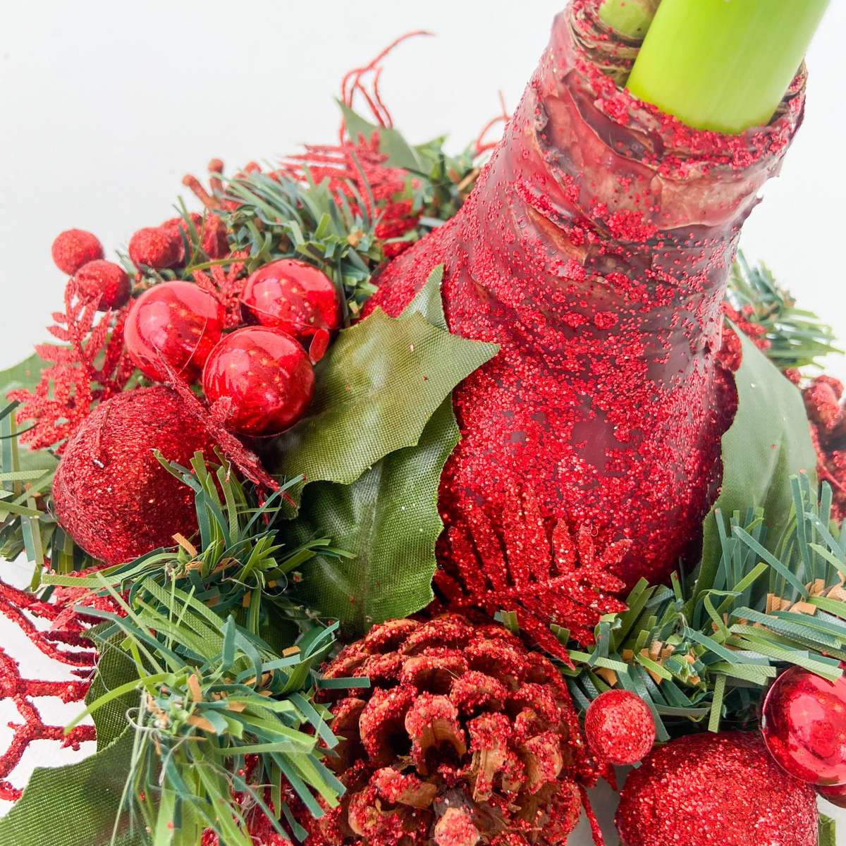 Amarilis - Hippeastrum 'Coroană de Crăciun Mix'