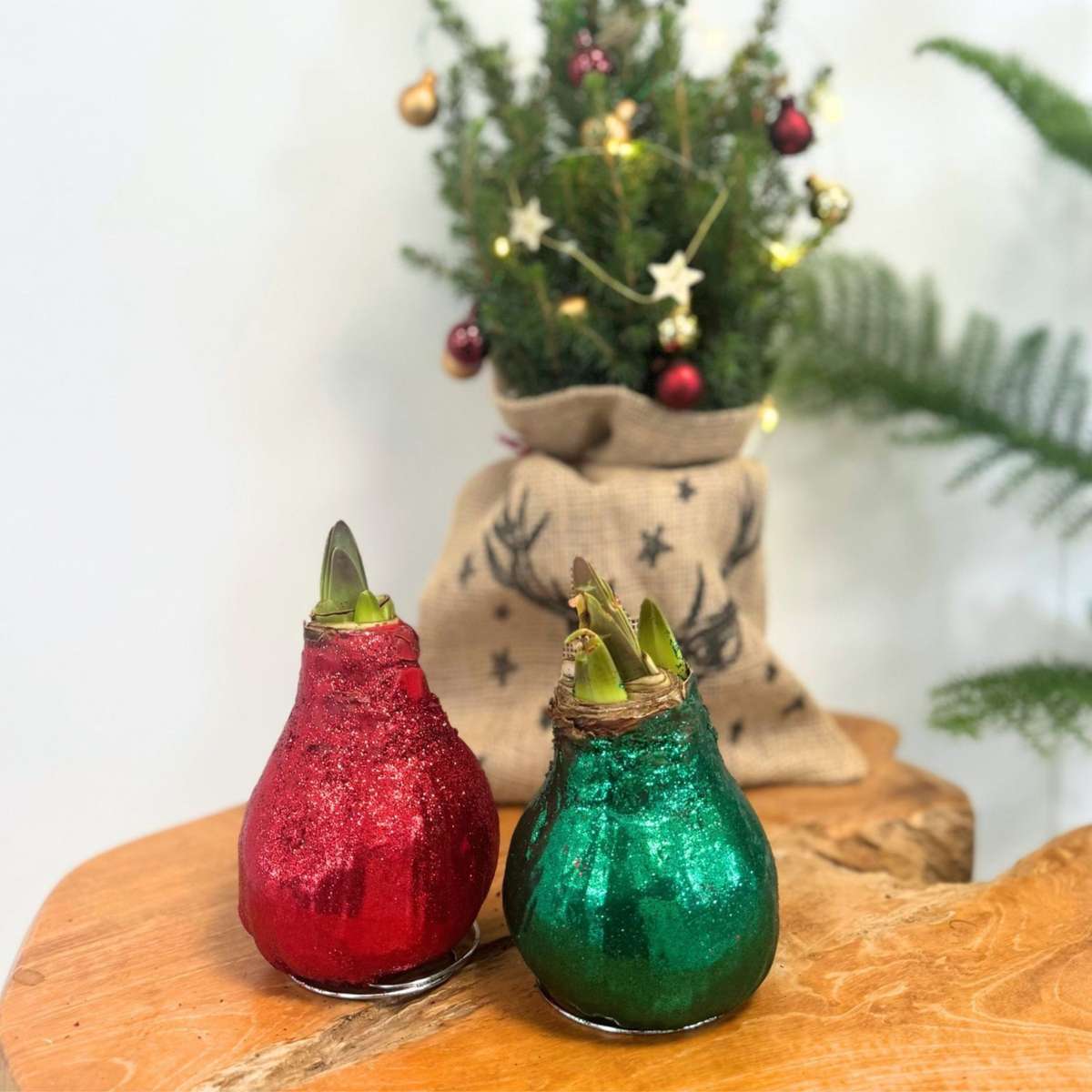 Amarilis - Hippeastrum 'Duo Strălucitor' - Roșu și Verde