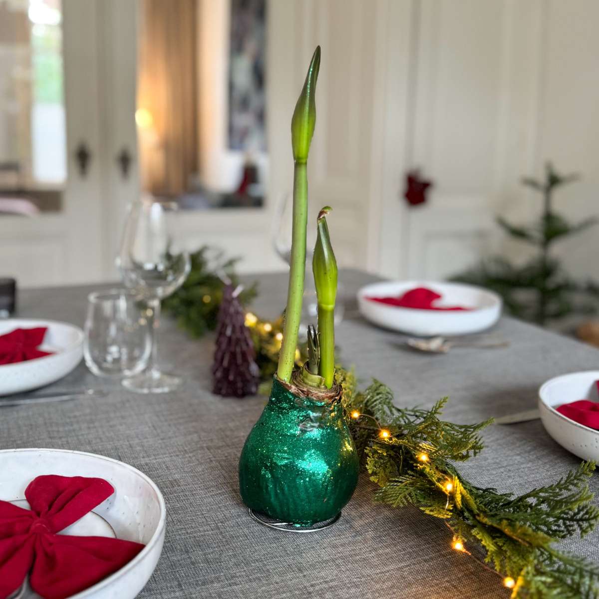 Amarilis - Hippeastrum 'Duo Strălucitor' - Roșu și Verde