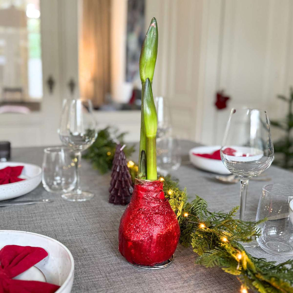 Amarilis - Hippeastrum 'Duo Strălucitor' - Roșu și Verde