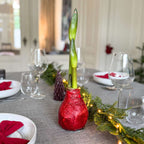 Amarilis - Hippeastrum 'Duo Strălucitor' - Roșu și Verde