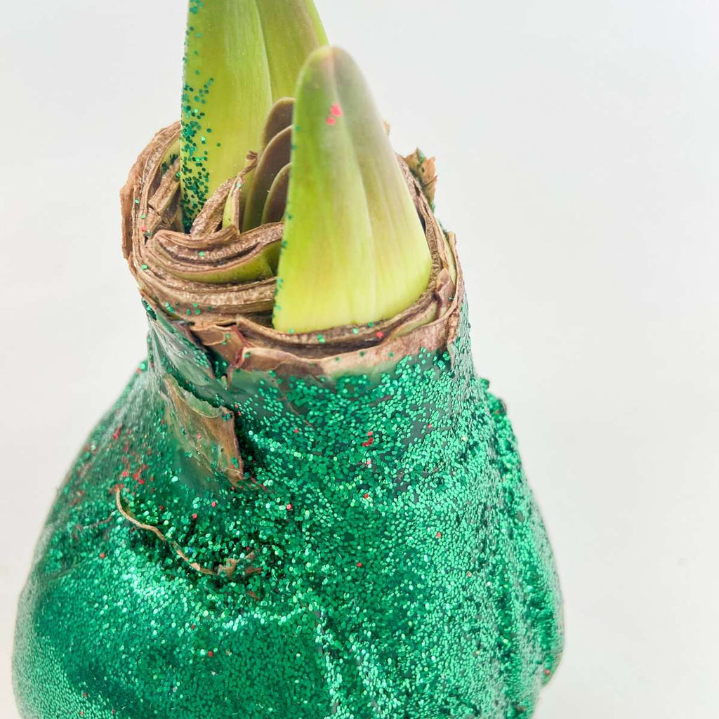 Amarilis - Hippeastrum 'Duo Strălucitor' - Roșu și Verde