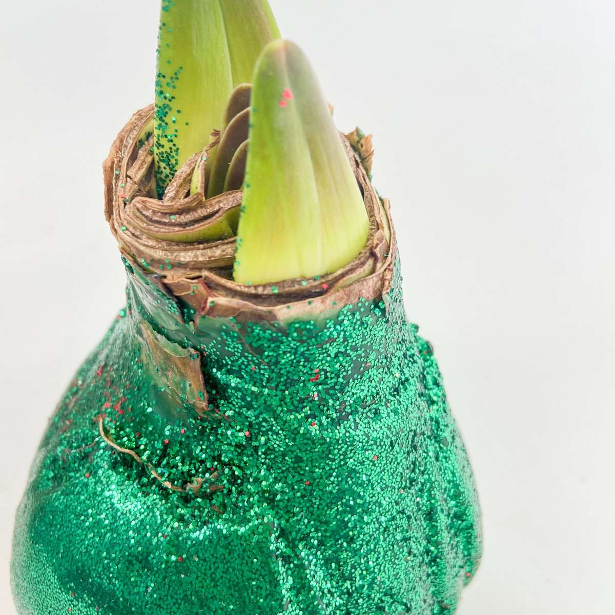 Amarilis - Hippeastrum 'Duo Strălucitor' - Roșu și Verde