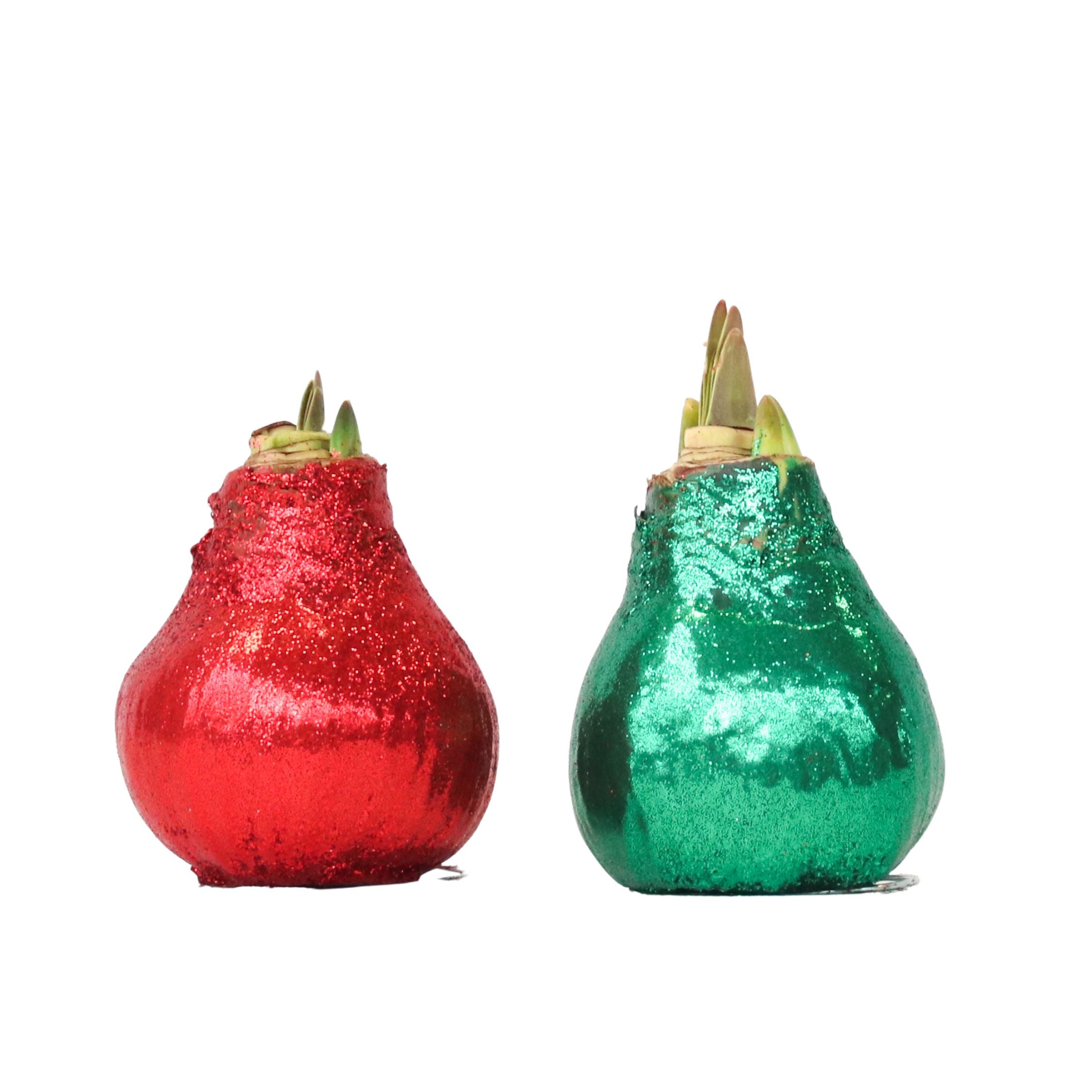 Amarilis - Hippeastrum 'Duo Strălucitor' - Roșu și Verde