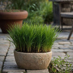 Plantă umbrelă - 6 buc - Cyperus zumula - Înălţime 30-40cm - ⌀12cm