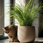 Plantă umbrelă - 6 buc - Cyperus zumula - Înălţime 30-40cm - ⌀12cm