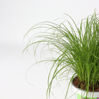 Plantă umbrelă - 6 buc - Cyperus zumula - Înălţime 30-40cm - ⌀12cm