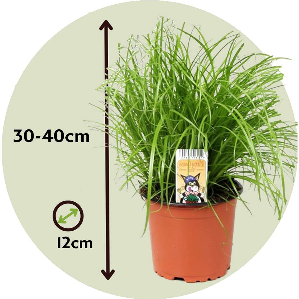Plantă umbrelă - 6 buc - Cyperus zumula - Înălţime 30-40cm - ⌀12cm
