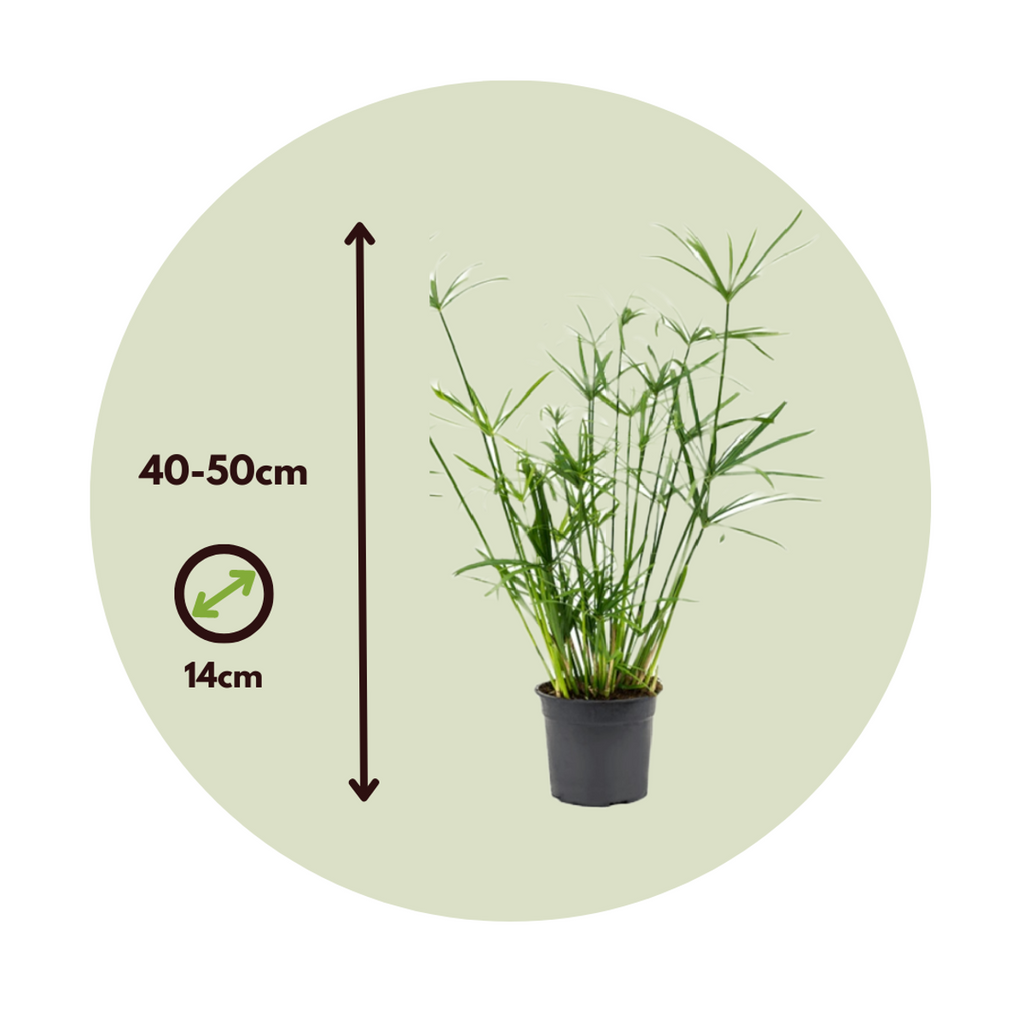 Plantă umbrelă - 4 buc - Cyperus alternifolius - Înălţime 40-50cm - ⌀14cm