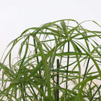 Plantă umbrelă - 4 buc - Cyperus alternifolius - Înălţime 40-50cm - ⌀14cm