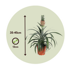 Planta de ananas - Ananas comosus 'Mi Amigo' - Înălţime 35-45cm - ⌀12cm