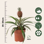 Planta de ananas - Ananas comosus 'Mi Amigo' - Înălţime 35-45cm - ⌀12cm