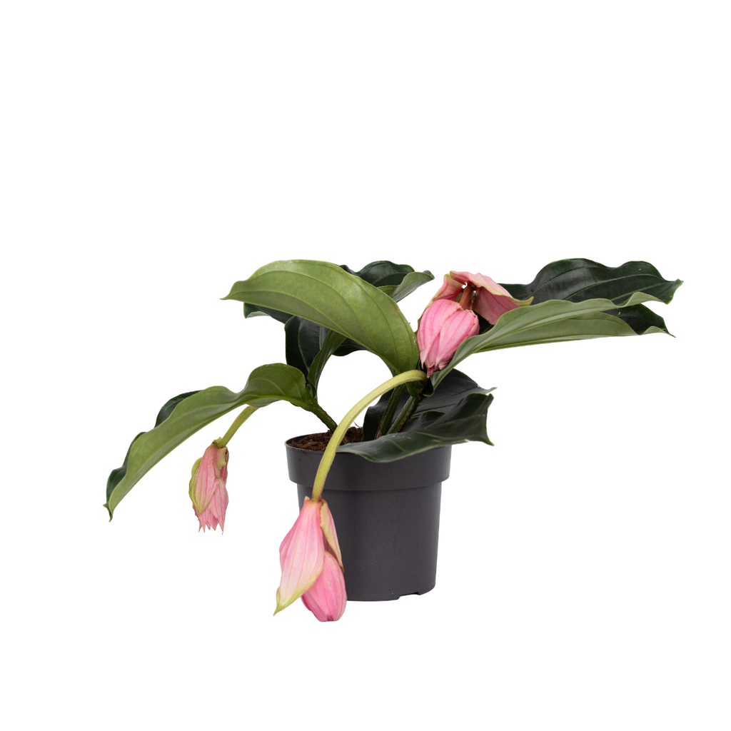 Floarea Regelui - Medinilla magnifica - Înălţime 40-50cm - ⌀17cm