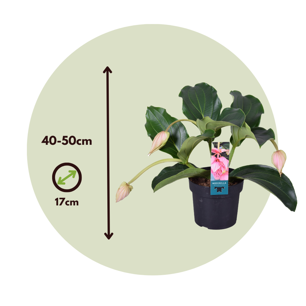Floarea Regelui - 2 buc - Medinilla magnifica - Înălţime 40-50cm - ⌀17cm