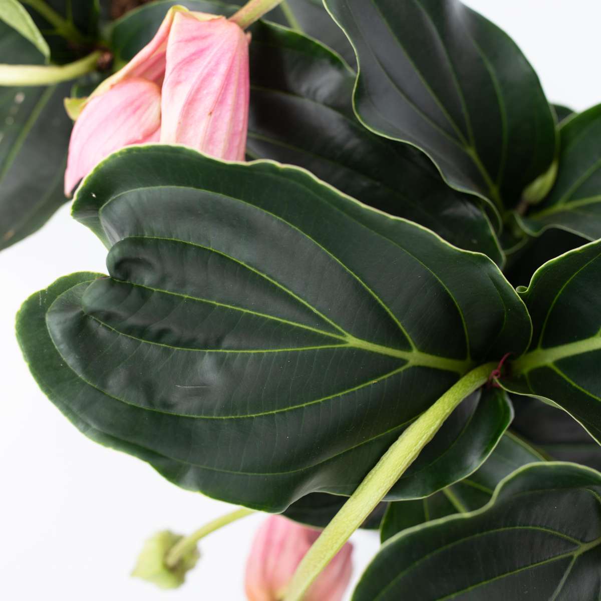 Floarea Regelui - 2 buc - Medinilla magnifica - Înălţime 40-50cm - ⌀17cm